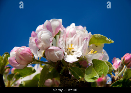 Les délicates fleurs roses et blanches de apple blossom photographié contre un ciel bleu vif. Banque D'Images
