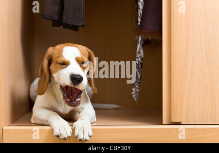 L'absence de chien a grimpé dans une armoire. Banque D'Images