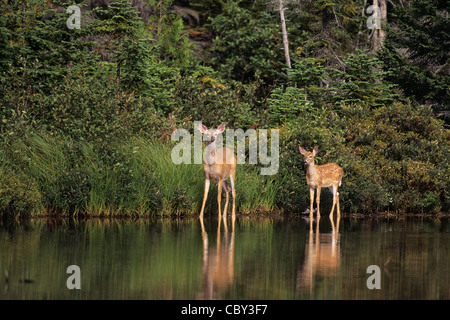 Le cerf de Virginie et le faon mère marcher sur le bord d'un étang Banque D'Images