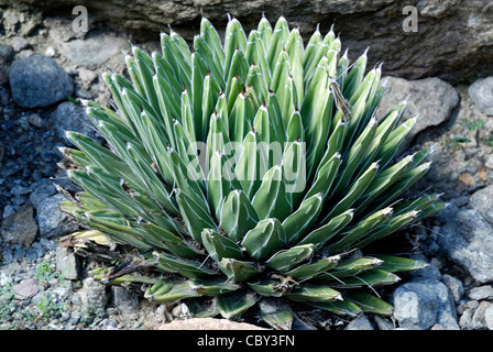 Agave victoriae reginae dans le jardin botanique de Merano. Banque D'Images