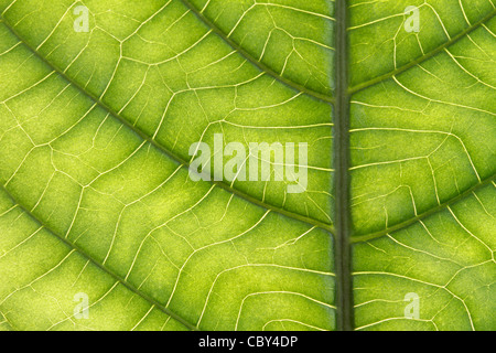 Plan macro sur une feuille verte Banque D'Images