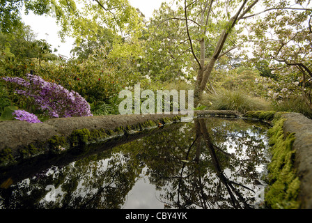 Glenfalloch Woodland Garden, Nouvelle-Zélande Banque D'Images