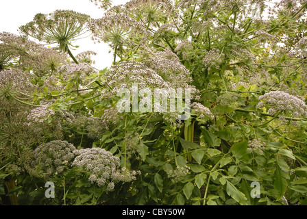 Glenfalloch Woodland Garden, péninsule d'Otago, Nouvelle-Zélande Banque D'Images