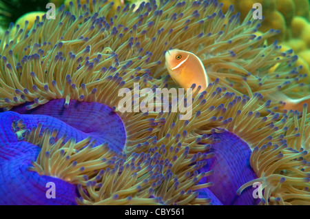 Poisson clown (Amphiprion sandaracinos rose), Malaisie, Redang island Banque D'Images