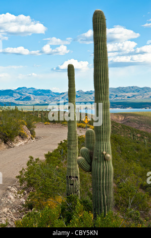 Le paysage est grand le long d'une route-cross qui coupe à travers le désert Sonoran, au nord du lac Roosevelt. Banque D'Images