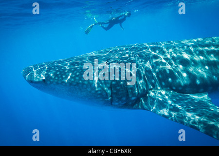 Dame française de Londres, nage au-dessus l'un des plus grands requins baleine, Isla Mujeres, Mexique Banque D'Images