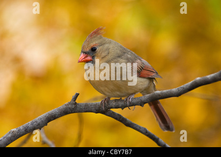 Le Cardinal rouge femelle perchée sur petite brindille avec automne couleur derrière dans Floyd Comté (Indiana) Banque D'Images