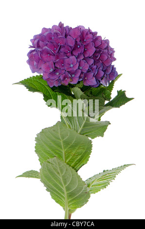 L'Hydrangea macrophylla (Lacecap normalis) isolé sur fond blanc. Banque D'Images