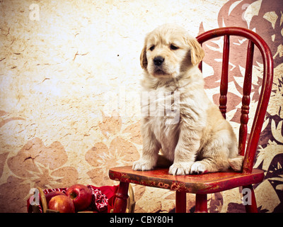 7 semaine vieux chiot Golden Retriever assis sur une chaise rouge à côté d'un panier de pommes d'automne Banque D'Images