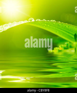 Rosée sur feuille verte avec de l'eau reflet Banque D'Images