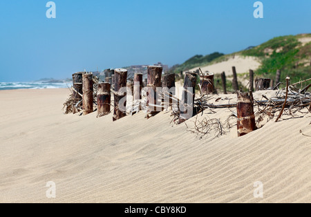 La stabilisation des dunes de sable le long d'une côte sud beach resort, KwaZulu Natal, Afrique du Sud. L'accent de premier plan. Banque D'Images