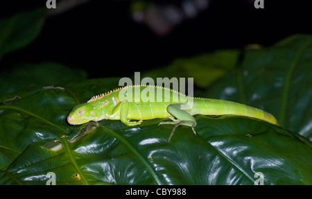 Sleeping Green Iguana (Iguana iguana), Péninsule d'Osa, province de Puntarenas, Costa Rica Banque D'Images