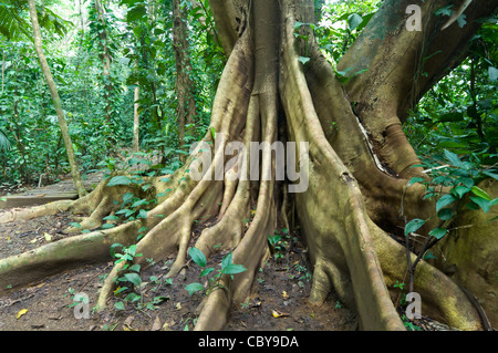 Arbre racines contrefort Hacienda Baru au Costa Rica dominical Banque D'Images