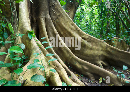 Arbre racines contrefort Hacienda Baru au Costa Rica dominical Banque D'Images