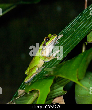 Smilisca phaeota Grenouille masqués Manuel Antonio Costa Rica Banque D'Images