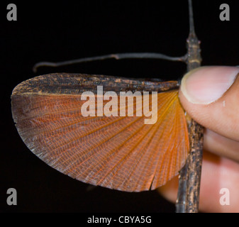 Détails de l'aile d'un bâton de marche insecte, Manuel Antonio, Costa Rica Banque D'Images