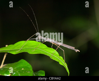 Walking Stick Insect, Manuel Antonio, Costa Rica, province de Puntarenas Banque D'Images