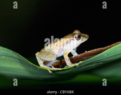 La pluie commun (Eleutherodactylus fitzingeri), Costa Rica Banque D'Images