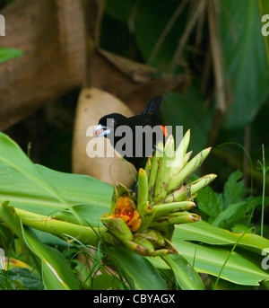 Tangara à croupion rouge mâle-femelle Ramphocelus costaricensis Costa Rica Banque D'Images