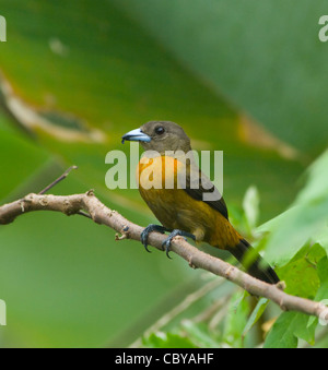 Tangara à croupion rouge femelle Ramphocelus costaricensis Costa Rica Banque D'Images