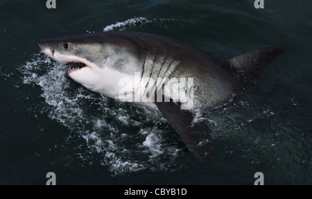 Grand Requin Blanc la moitié gauche violation profile Banque D'Images