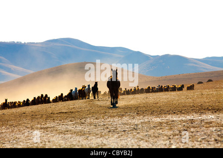 Un troupeau de chevaux qui courent en Mongolie Intérieure Banque D'Images