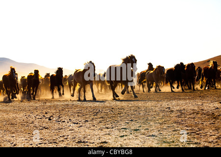 Un troupeau de chevaux qui courent en Mongolie Intérieure Banque D'Images