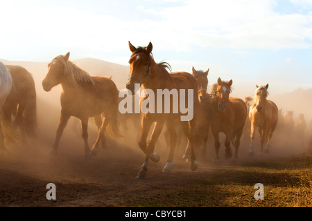 Un troupeau de chevaux qui courent en Mongolie Intérieure Banque D'Images