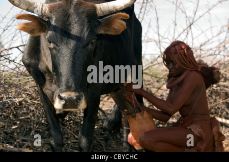 Femme Himba vache à traire - Orupembe Conservancy - Kaokoland, Namibie Banque D'Images