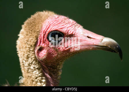 Hooded Vulture (Necrosyrtes monachus) à une station d'alimentation à Kololi village sur l'Afrique de l'ouest Gambie bande Sénégambie Banque D'Images