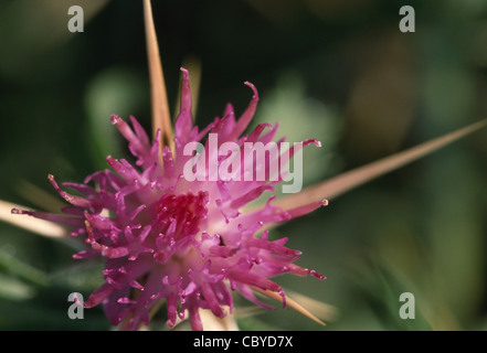 RED STAR-chardon en fleur Centaurea calcitrapa Sussex, UK Banque D'Images