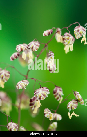 Quaking grass (Briza media-) Banque D'Images