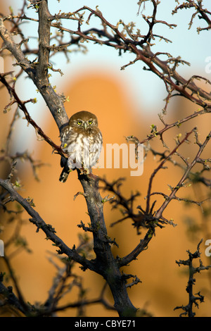 Pearl-spotted Owlet - Mowani Mountain Camp - Twyfelfontein, Damaraland, Namibie, Afrique Banque D'Images