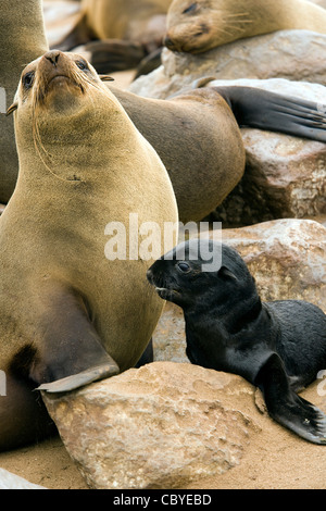 Cape fur seal Mère et Bébé - Cape Cross Seal Reserve - près de Henties Bay, Namibie, Afrique Banque D'Images