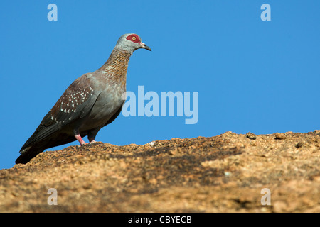 Le Pigeon - Mowani Mountain Camp - Twyfelfontein, Damaraland, Namibie, Afrique Banque D'Images