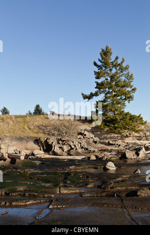 Un arbre est forte dans la roche de grès sur les rives de l'île Gabriola Banque D'Images