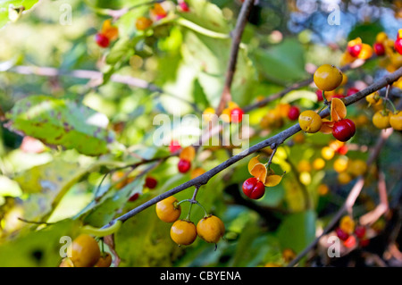 Gros plan du fruit de l'Oriental bittersweet Celastrus orbiculatus Thunb. Banque D'Images