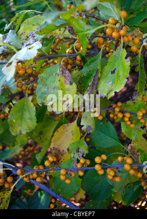 Fruit de l'Oriental bittersweet Celastrus orbiculatus Thunb. Robe jaune à l'automne avant d'ouvrir pour révéler la graine rouge Banque D'Images