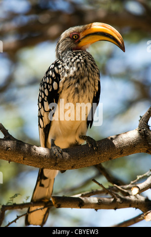 Calao à bec jaune du sud - Okonjima, près de Otjiwarongo, Namibie, Afrique Banque D'Images