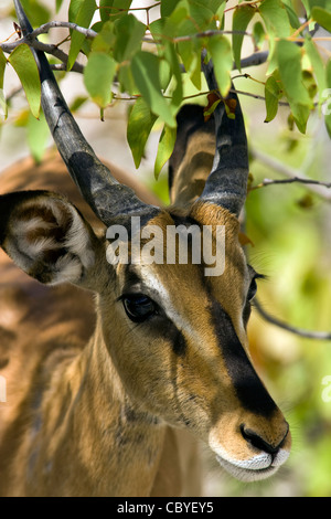 - Impala à face noire près de Parc National d'Etosha, Namibie, Afrique Banque D'Images