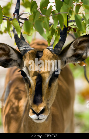 - Impala à face noire près de Parc National d'Etosha, Namibie, Afrique Banque D'Images