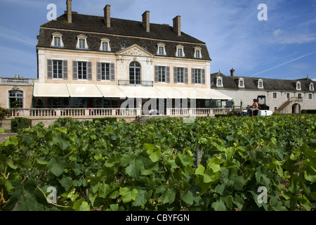 Vignes AU CHÂTEAU DE POMMARD, LA GRANDE ROUTE DES VINS DE BOURGOGNE, Pommard, C D'OR (21), FRANCE Banque D'Images