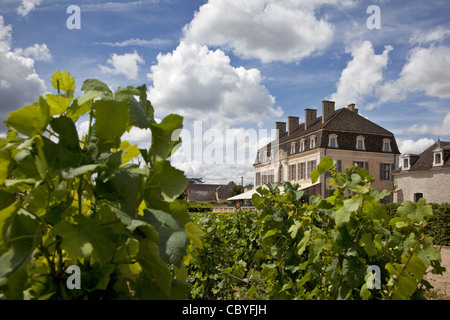 Les vignes du Château de Pommard, LA GRANDE ROUTE DES VINS DE BOURGOGNE, Pommard, CÔTE D'OR (21), FRANCE Banque D'Images