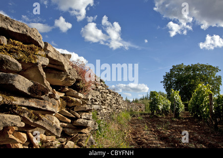 Muret EN PIERRE ENTOURANT LE VIGNOBLE de Meursault, LA GRANDE ROUTE DES VINS DE BOURGOGNE, CÔTE D'OR (21), FRANCE Banque D'Images