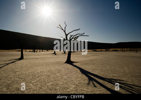 Dans Dead Vlei Sossusvlei - Parc national du Namib-Naukluft National Park, Namibie, Afrique Banque D'Images