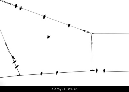 Les étourneaux sur le fil silhouetted against white sky Banque D'Images