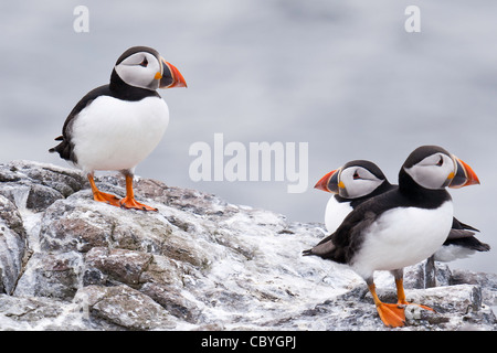 Le Macareux moine sur l'Iles Farne, Northumberland, Angleterre Banque D'Images