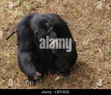 Tourné en extérieur de l'Ouganda (Afrique) montrant un chimpanzé assis sur terrain herbeux brun en mangeant Banque D'Images