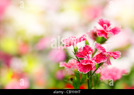 Dianthus chinensis (Chine Rose) est une espèce de Dianthus originaire du nord de la Chine, la Corée, la Mongolie, et le sud-est de la Russie. Banque D'Images