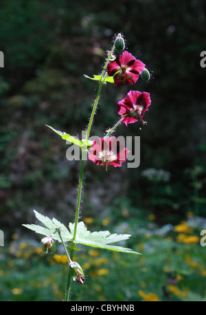 Geranium phaeum géranium sanguin sombre (deuil, veuve, veuve noire) dans Zimny Dol parc naturel près de Cracovie, Pologne Banque D'Images